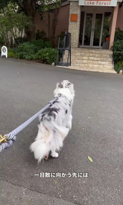 お店に案内してくれるルークくん2