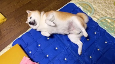 ひとまずお腹を出してみる