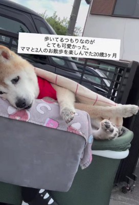 頑張って歩こうとする姿に感動