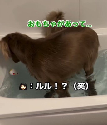 おもちゃを探す犬1