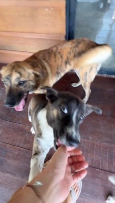 他の犬を押しのけて女性に甘える垂れ耳の犬