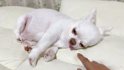 コハクくんの舌を掴んだら？5