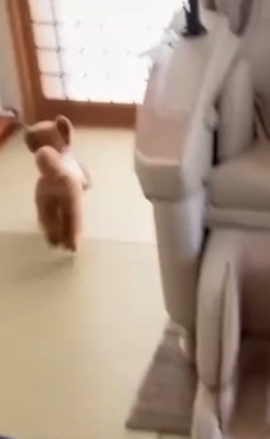 部屋を走る犬2