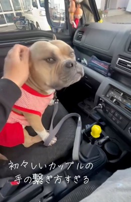 アメリカンブリーのリリーちゃん