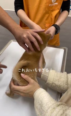 ももちちゃんのはじめての注射8