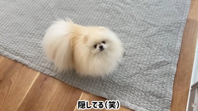 ハプニング発生時のポテチくんとレモンさん6