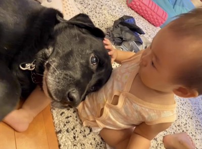 犬を撫でる子ども