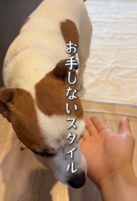 目を伏せる犬1