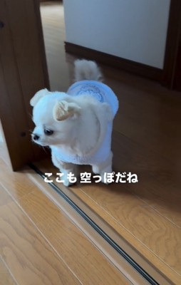 空っぽの部屋の入口で立ち止まる犬