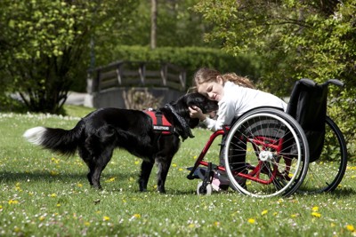 車いすの少女と犬