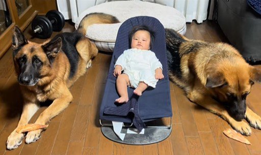 赤ちゃんとお兄ちゃん犬たち3