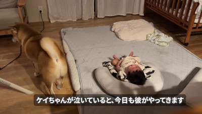 赤ちゃんの元にやってきたむぎちゃん