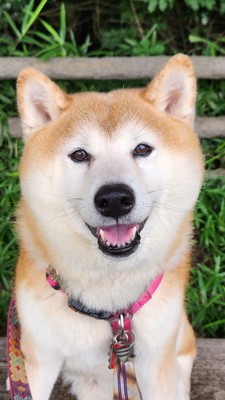 ニコニコ