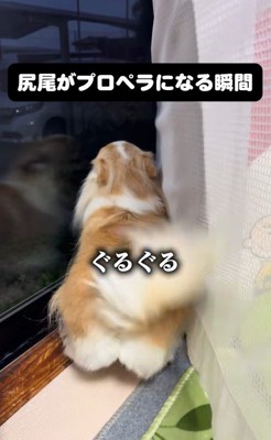 家族の帰宅を喜ぶひめちゃん2