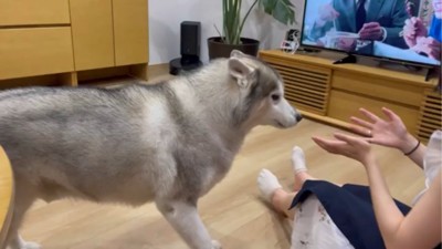 お姉ちゃんの元に行く犬