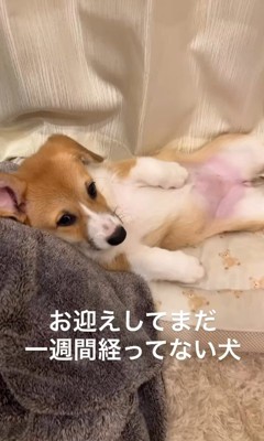 お迎えから約1週間後のこまよちゃん