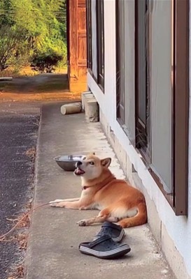 音楽に合わせて歌うコロちゃん7