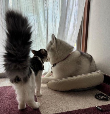 猫からの抗議も無視