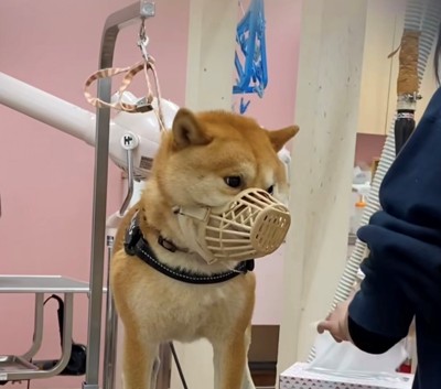 口輪姿でトリマーを見つめる犬