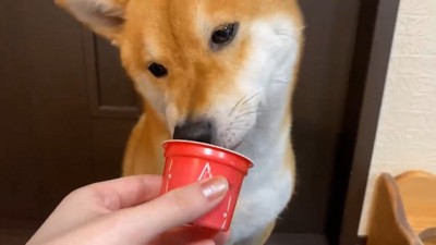 入れ物を舐める犬