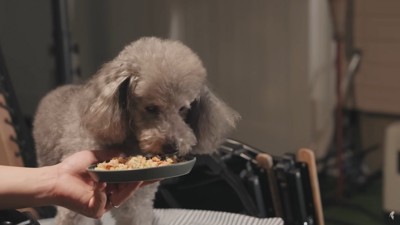 ご飯を食べる犬