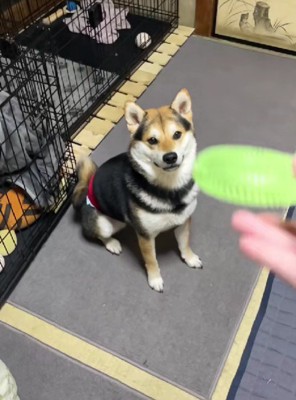 現在のゴン太くん