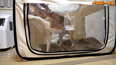 ペコちゃんの賢い行動9