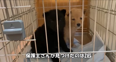 2匹の子犬