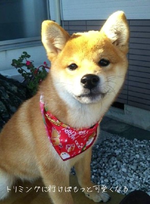 トリミングで美少女に♡