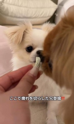 歯磨きガムを怖がるぽっぷくん6