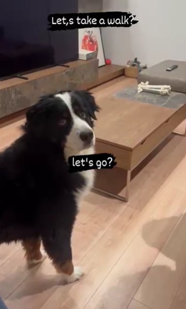 カメラ目線のバーニーズマウンテンドッグ