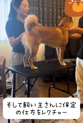 飼い主とトレーナーに挟まれている犬