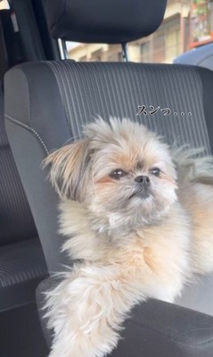 こんぶちゃんにパパとママを好きか聞いたら7