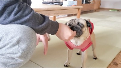 男性からおやつを貰う犬