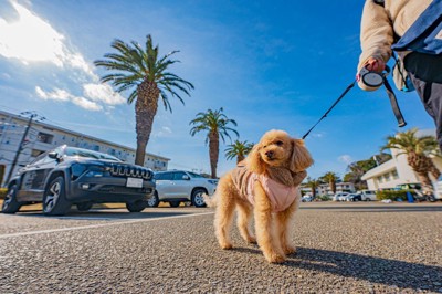 散歩中のトイプードル