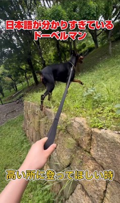 日本語を理解しすぎているルイくん7