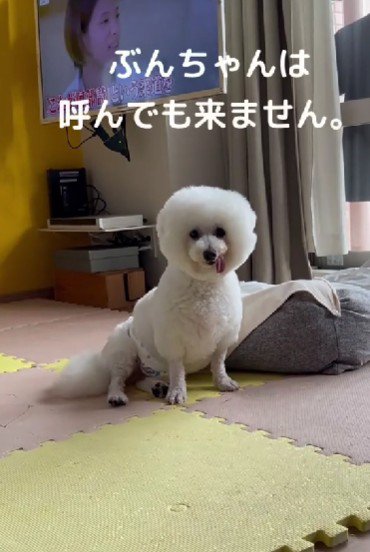 ぶんちゃんは呼んでも来ない