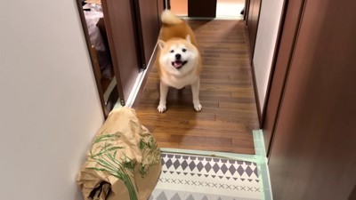 大興奮のらんまるくん