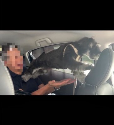 バランスを崩す犬2