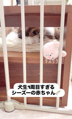 おもちゃが取れないおとちゃん