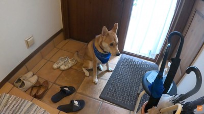 家族が出かける日のワンジローくん5