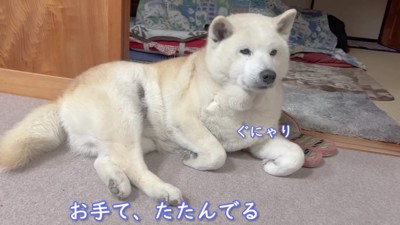 わんこの香箱座り