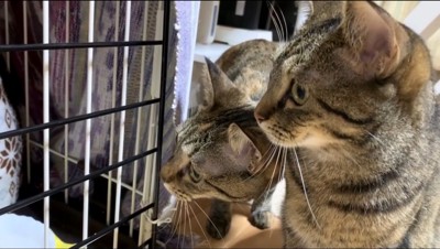 子猫の入ったケージの中を見る2匹の先住猫