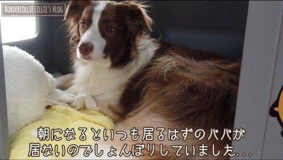 遠い目をする犬