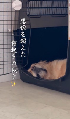 モコちゃんの寝起きの瞬間