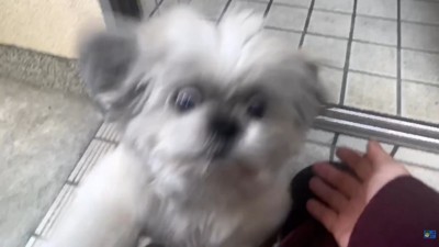 てんぽさんの熱烈歓迎3