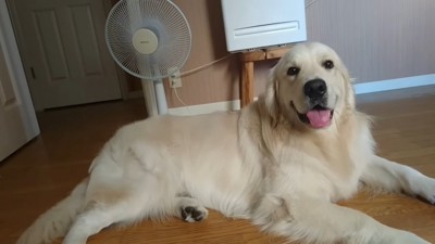 扇風機の前を独り占めするギンちゃん4