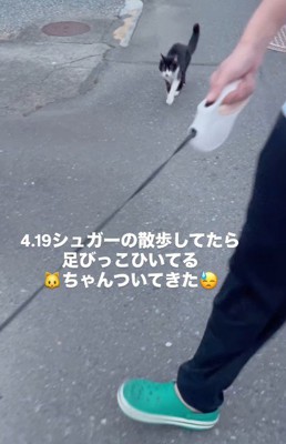 散歩中に出会った猫は…