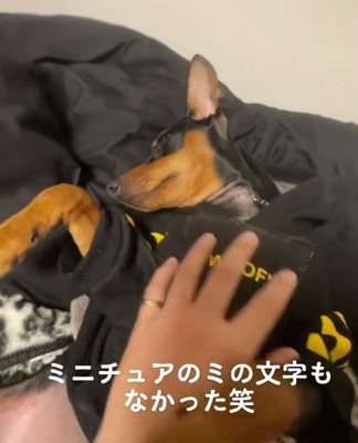 へそてんで撫でられるミニチュアピンシャー