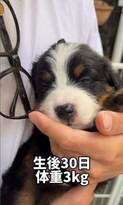 ダンボくんの成長3